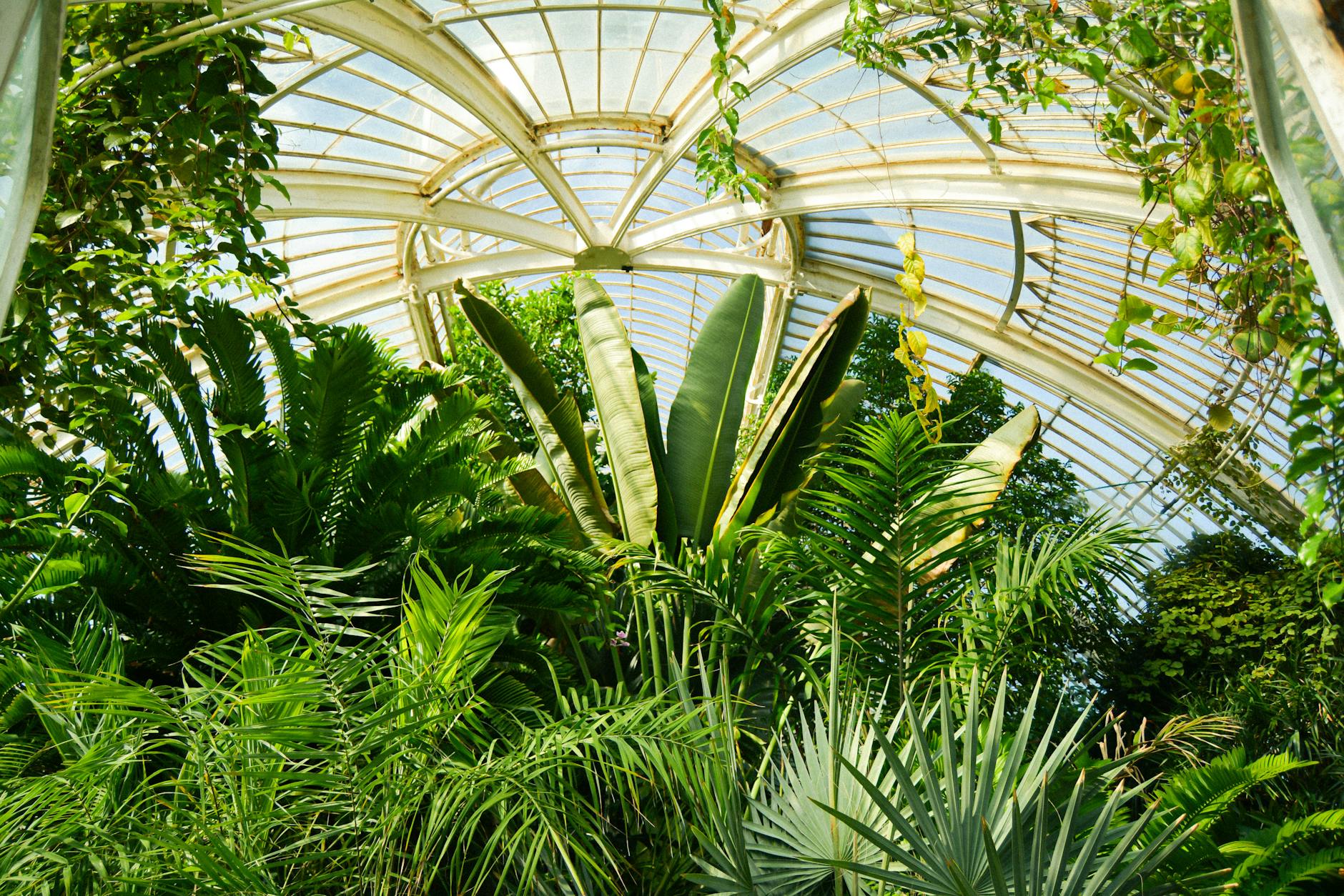 Weelderige planten onder een glazen koepel in een plantenkas.