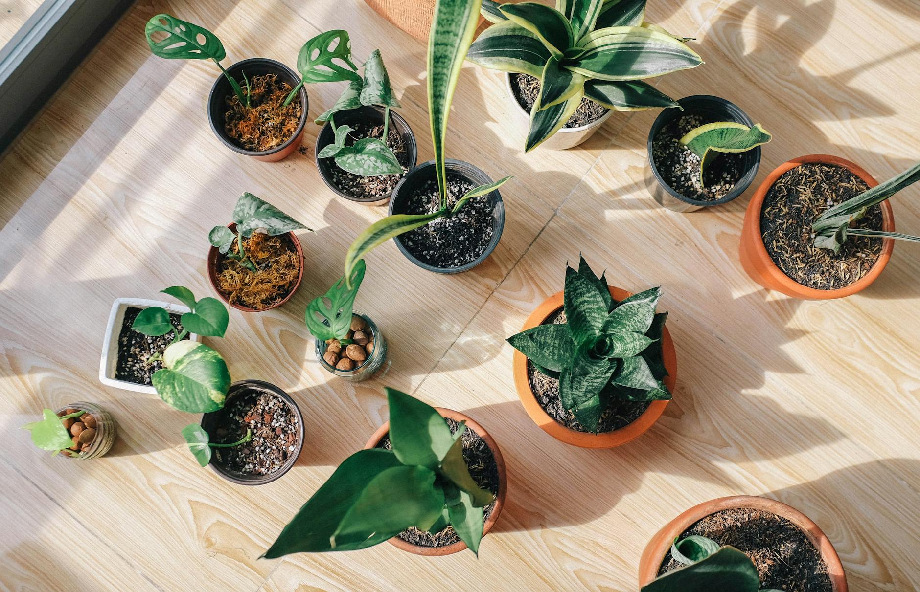 Kamerplanten in verschillende potten bij elkaar gezet op een houten vloer.